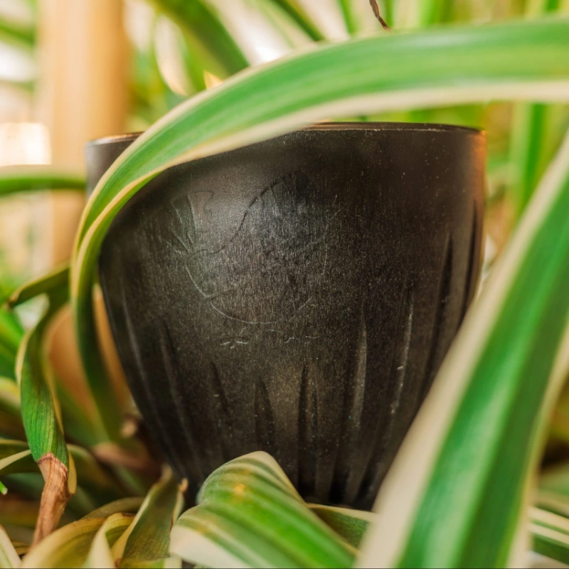 Lucky-bird-cup-green
